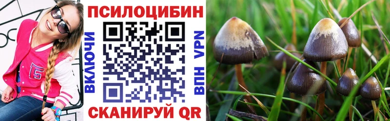 гидра ссылки  закладка  Тбилисская  Псилоцибиновые грибы MAGIC MUSHROOMS 